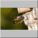 Osmia bicornis - Rote Mauerbiene 05.jpg